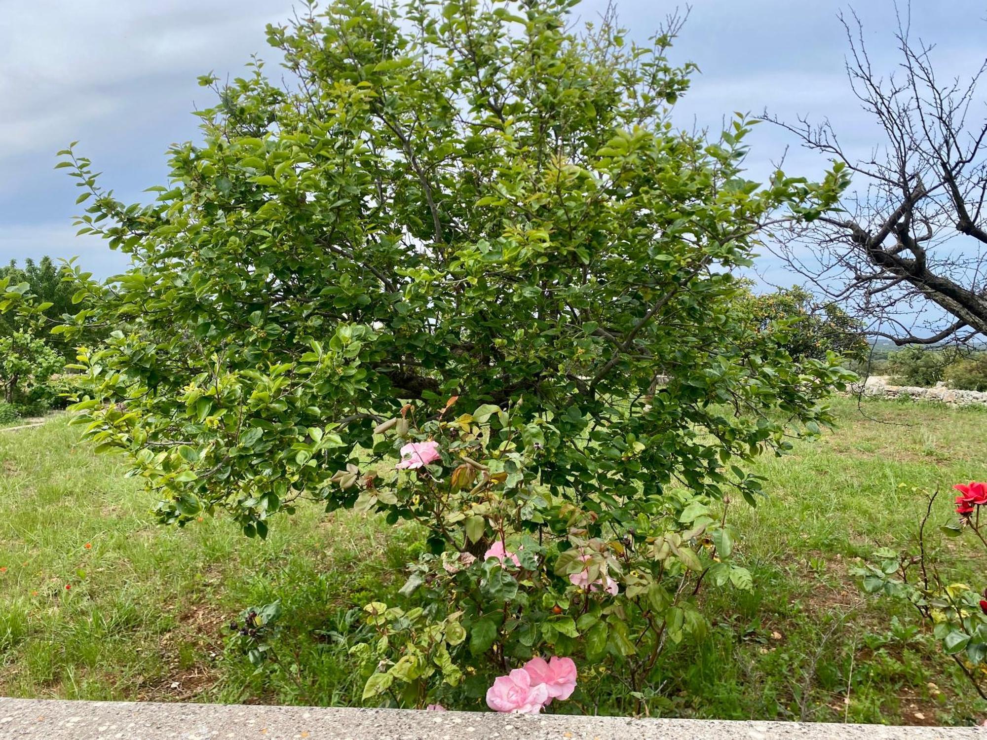 Villa Mimi Ostuni Eksteriør bilde